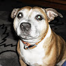 Ellie J's avatar