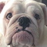 Laura Williams's avatar