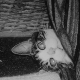 Cathy Brosnahan's avatar