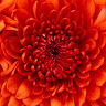 HOLLY C's avatar