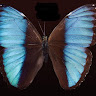 Cece's avatar
