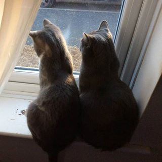 Rowena Cope's avatar