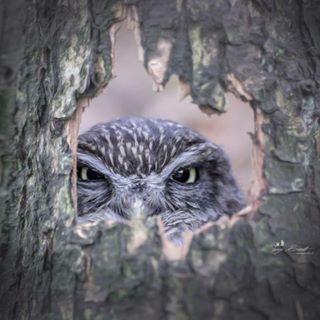 Cosmin Cosmin's avatar