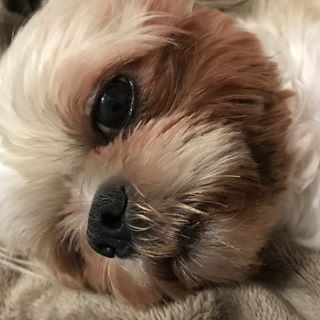 Kristian Chavez Tupaz's avatar