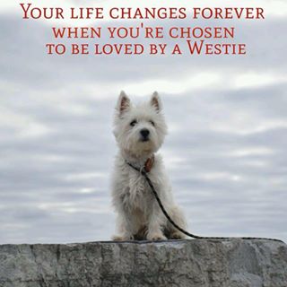 Shaun O Brien's avatar