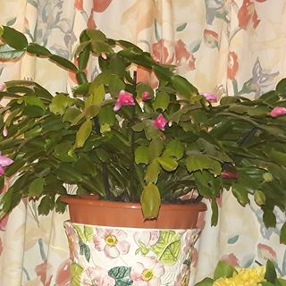 Merjorie Gondayao's avatar