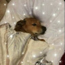Dee 's avatar