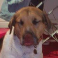 David Rostron's avatar