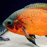 Paul A's avatar