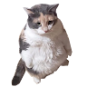Molly F's avatar