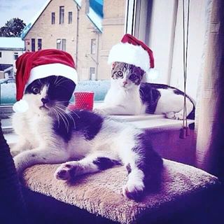 Harmony Marshall's avatar