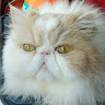 YM L's avatar