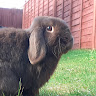 Milly N's avatar
