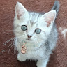 Tara C's avatar