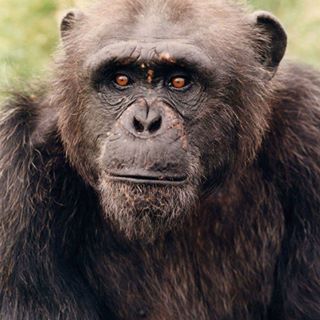 Roger Buck Birch's avatar