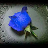 Bluerosesonmyback B's avatar