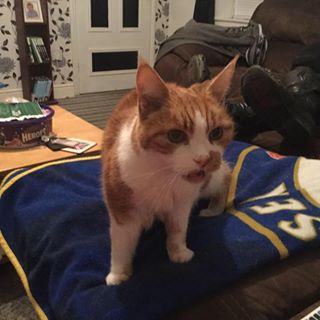 Lynn Williams's avatar