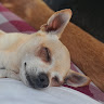 Shelley H's avatar