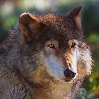 Trevor Harrison's avatar