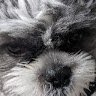 Susan Hood's avatar