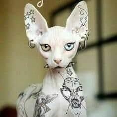 Shelley Yeomans's avatar