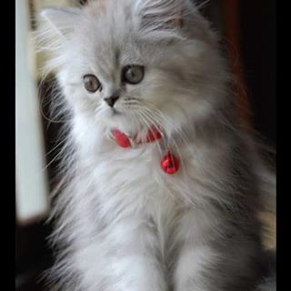 Doru Anca's avatar