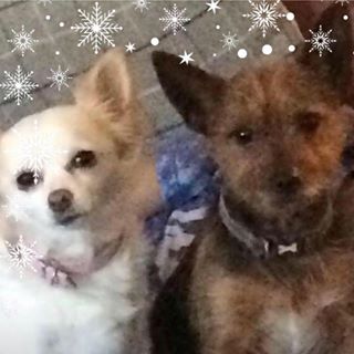 Julie Benedicta Cornelius's avatar