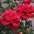 Yolanda Popham's avatar