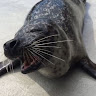 Selkie Olsen's avatar