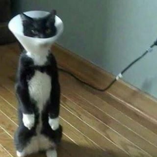 Elliott Stevens's avatar