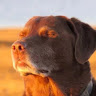 Cameron king's avatar