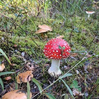 Hannah Bjorkvall-Green's avatar