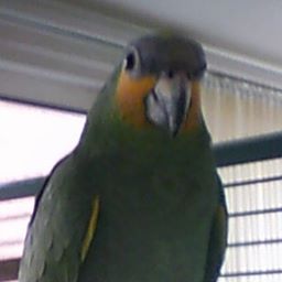 Carol Coombs-wasneale's avatar