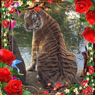 Lynne Johnston's avatar