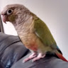 Angry parrot's avatar