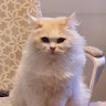Timush Vitalie's avatar