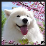 Hang Yi Tong's avatar