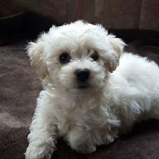 Tracey Thomas's avatar