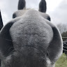 Gary DAVIES's avatar