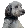 Andrew's avatar
