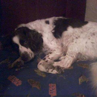 Stevie Deane's avatar