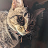 Deborah knowles's avatar