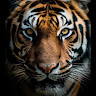 Sarah Mist's avatar