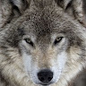 Viking Wolf's avatar