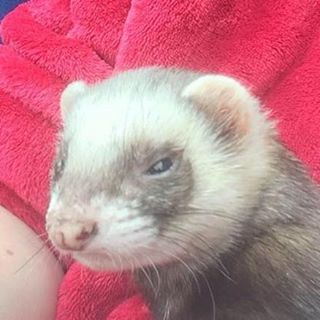 Sammie Mamph Blades's avatar