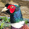 jellyfive0's avatar