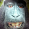 Cunning Mouse's avatar