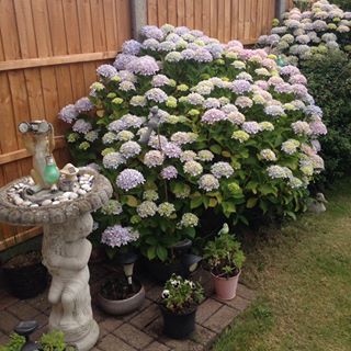 Patricia Jerrom's avatar