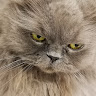 Mahkame Houmani's avatar