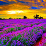 {"display":"Sandra Granta","full_name":"Sandra Granta","avatar":{"url":"\/assets\/uploads\/avatars\/users\/1589079.png"}}'s avatar